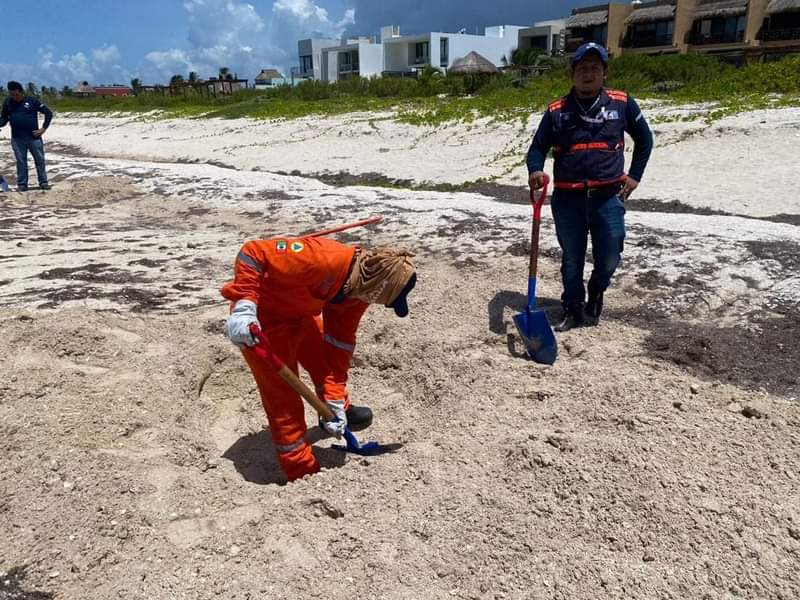 Continúan labores de limpieza en playas de Uaymitún y San Benito