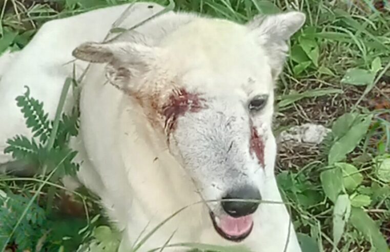 Batean a perrita comunitaria: Shanty perdió un ojo y le rompieron el hocico en Real Montejo