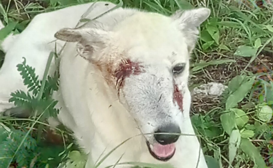 Batean a perrita comunitaria: Shanty perdió un ojo y le rompieron el hocico en Real Montejo