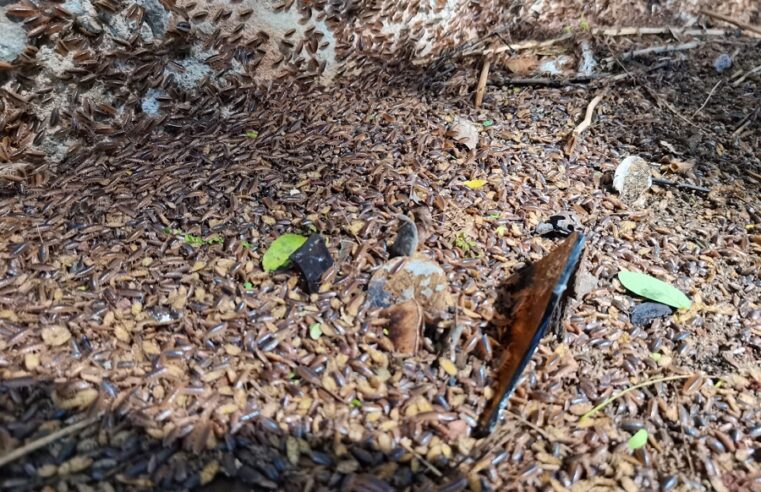 Sigue la pesadilla de las cochinillas en poblado del norte de Mérida