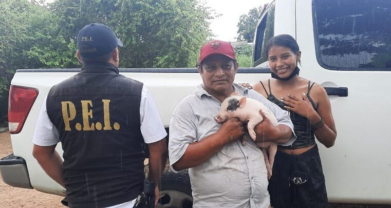 Devuelven a sus propietarios un cerdito robado en Mérida