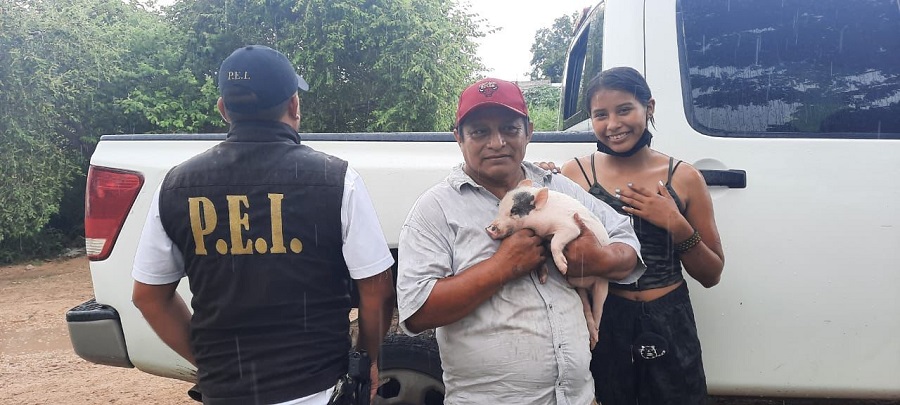 Devuelven a sus propietarios un cerdito robado en Mérida