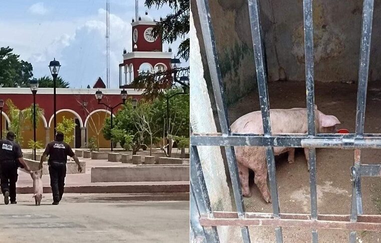 Tras las rejas a cerdo que vagaba por calles de sureño municipio en Yucatán