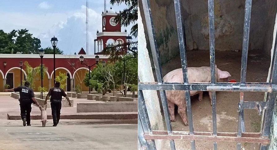 Tras las rejas a cerdo que vagaba por calles de sureño municipio en Yucatán