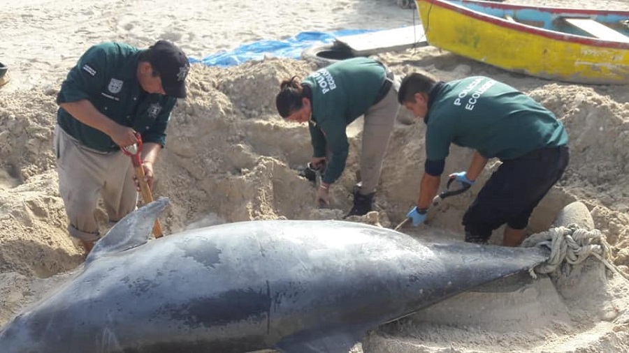 Recala un delfín muerto en puerto yucateco con marea roja