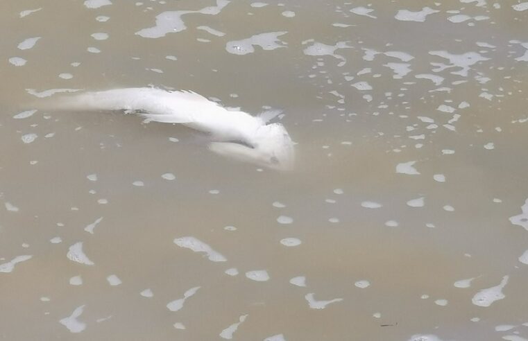 La marea roja no ha afectado la pesca, aseguran empresarios de Yucatán