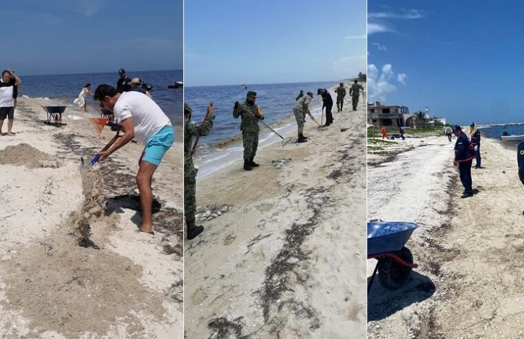 Unen fuerzas contra la marea roja en Yucatán