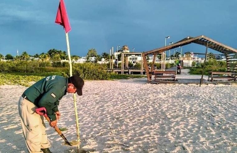 Colocan banderas de alerta en playas de Progreso por la marea roja