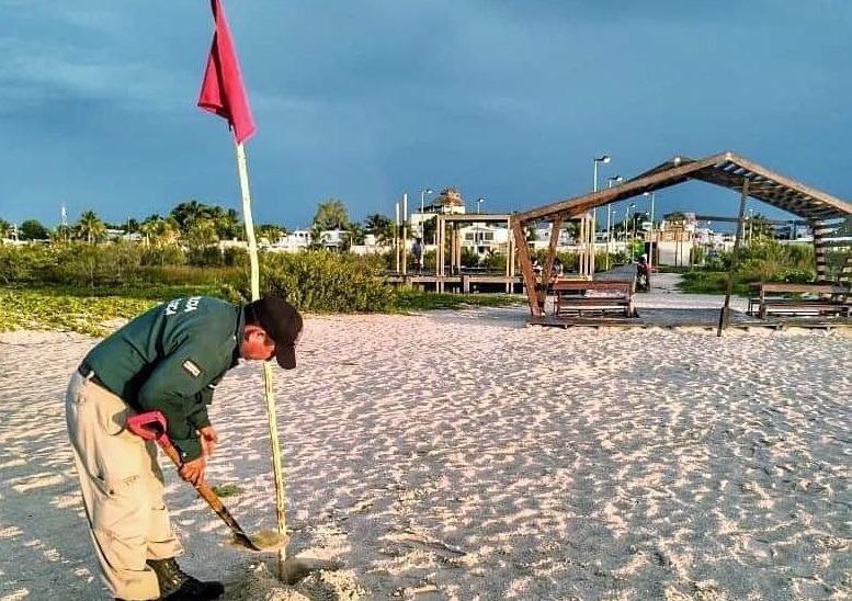 Colocan banderas de alerta en playas de Progreso por la marea roja