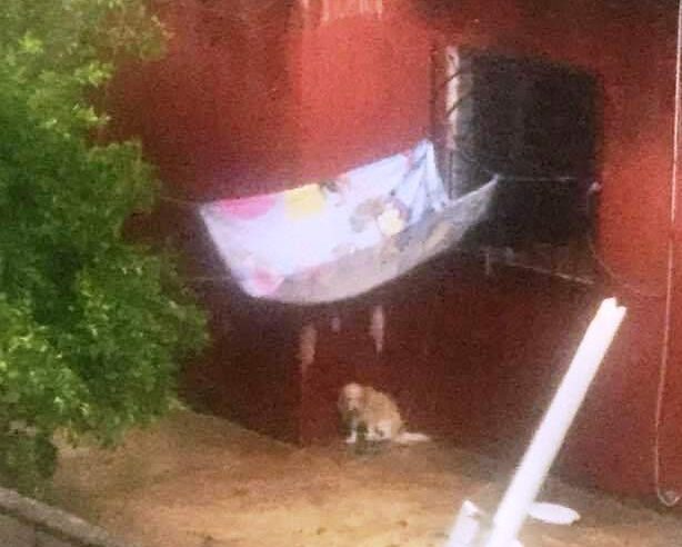 Denuncian terrible maltrato contra un perro en Francisco de Montejo