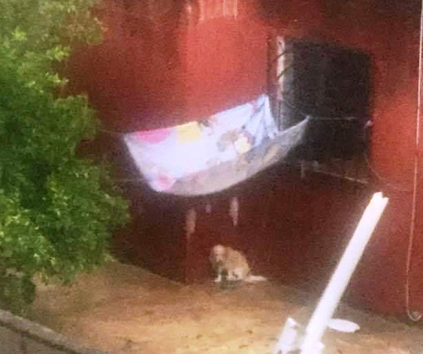 Denuncian terrible maltrato contra un perro en Francisco de Montejo