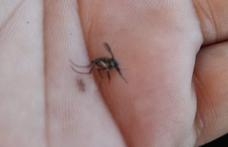 Ya nn sólo son baches, ahora proliferan los moscos gigantes en Mérida