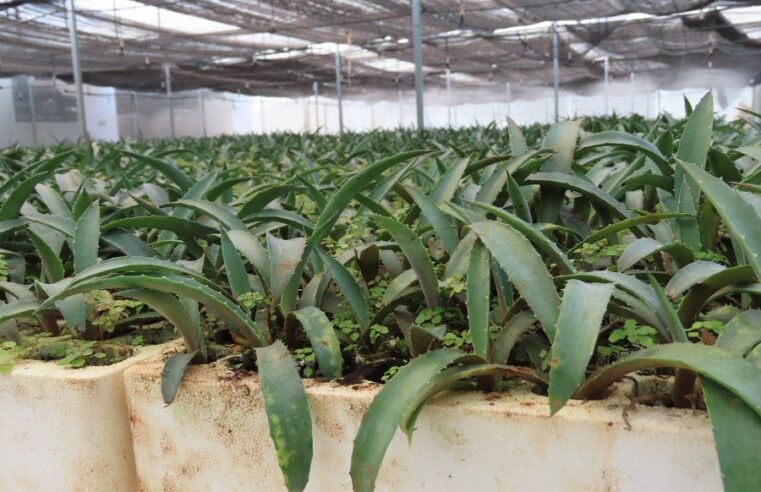 Resurge el cultivo de henequén en Yucatán