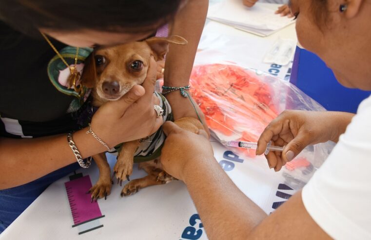 Vacunarán contra la rabia a 315 mil perros y gatos de Yucatán