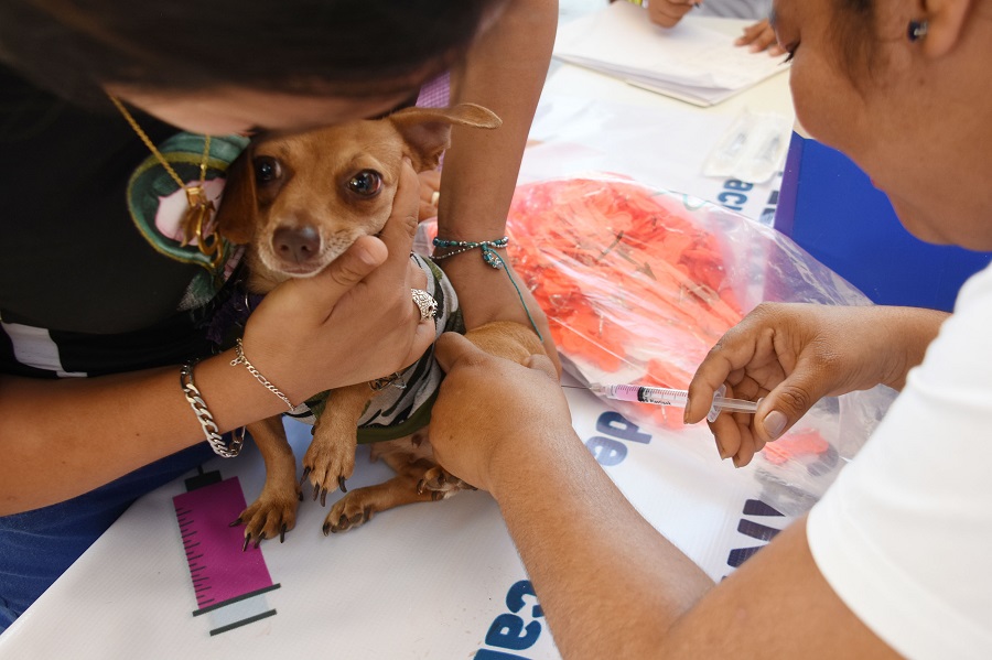 Vacunarán contra la rabia a 315 mil perros y gatos de Yucatán