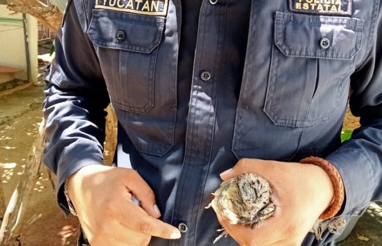 Encuentra un tapacaminos yucateco escondido en su camioneta