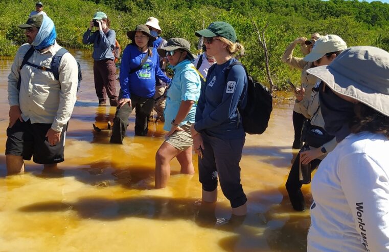 Los manglares pueden salvar el planeta, pero en Yucatán los arrasan