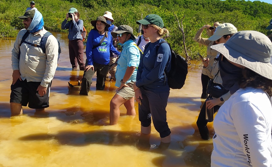 Los manglares pueden salvar el planeta, pero en Yucatán los arrasan