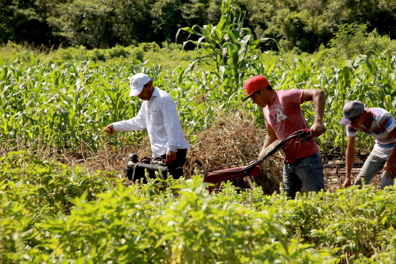 Milpa maya recibe reconocimiento internacional como Patrimonio Agrícola