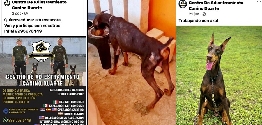 Denuncia maltrato de su doberman en centro de adiestramiento canino