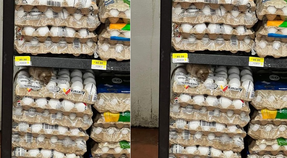 Una rata se pasea en los huevos, en Walmart de Ciudad Caucel