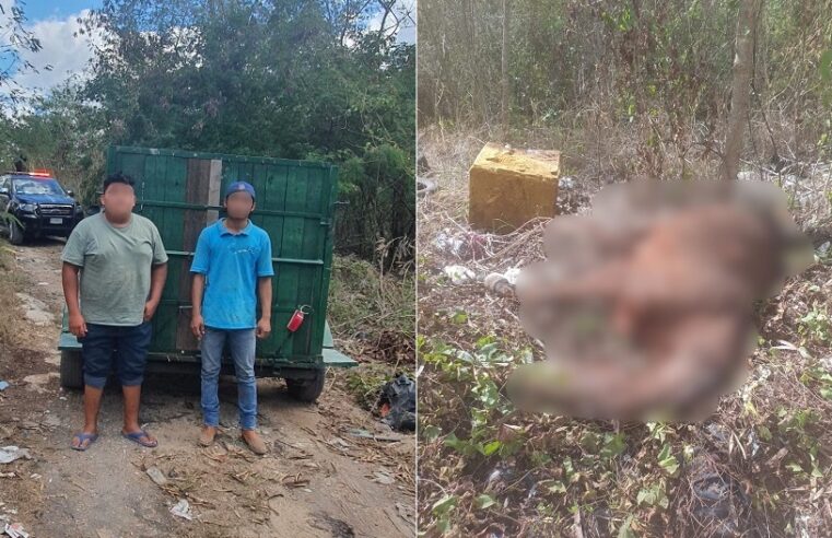 Detienen a dos sujetos por arrojar un caballo muerto en la carretera Mérida-Cancún