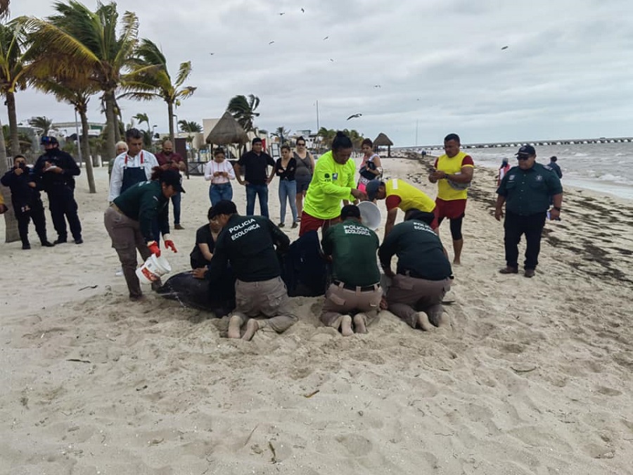 Recala un delfín en la playa del malecón de Progreso