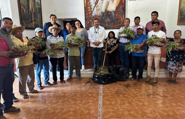 Llegan a Oaxaca y Guerrero agaves mezcaleros que produce Yucatán, en el CICY
