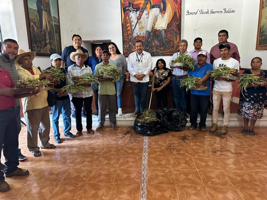 Llegan a Oaxaca y Guerrero agaves mezcaleros que produce Yucatán, en el CICY