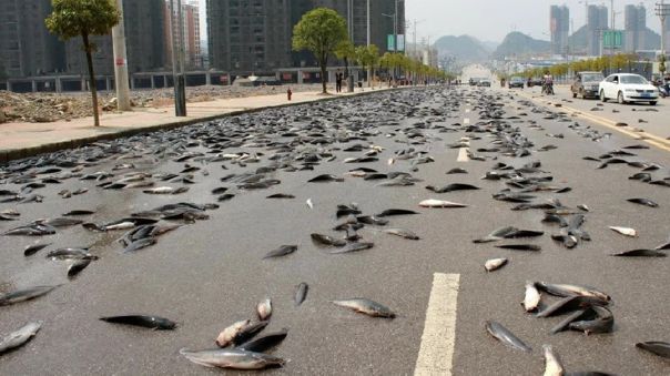 Lluvia les deja miles de sardinas en las calles del pueblo