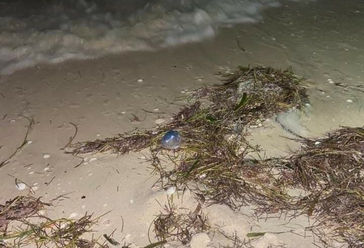 Reportan picaduras de Carabelas Portuguesas en Telchac Puerto