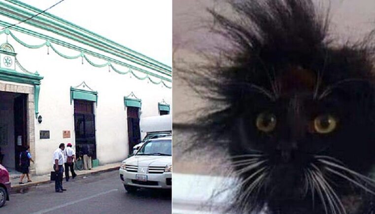 Lunes 13 de mala suerte en la Japay: un gato dejan sin luz la oficina del centro