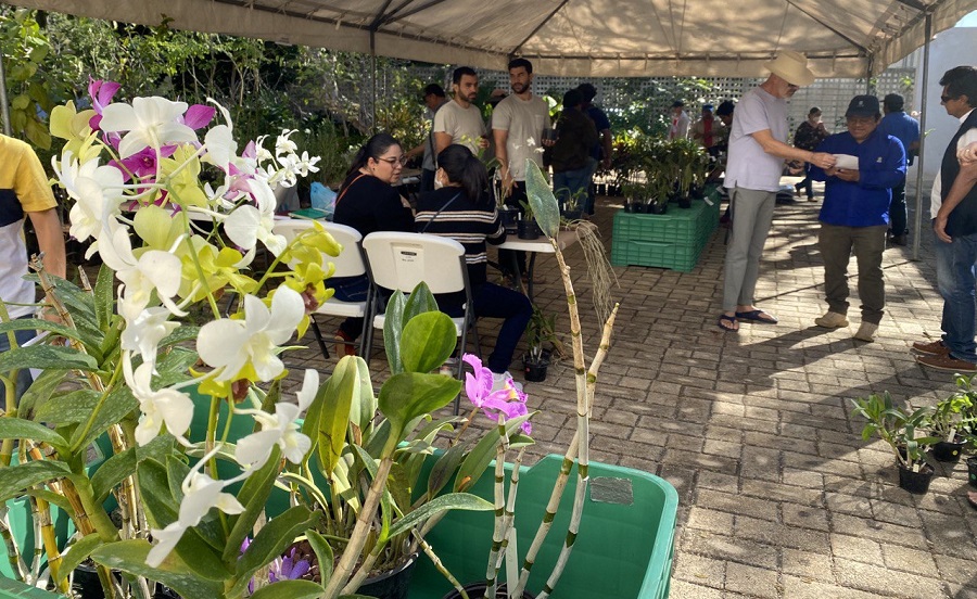 Peculiar  venta de orquídeas, del CICY en  el Día del Amor y la Amistad