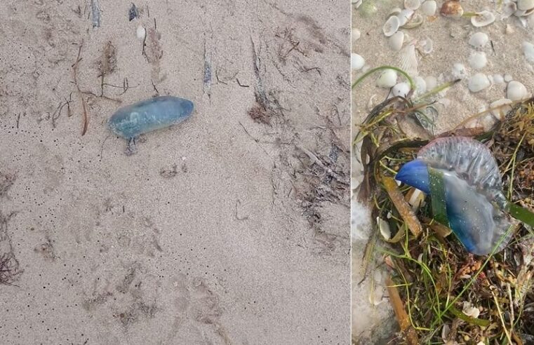 Recalan carabelas portuguesas en costas de Yucatán; son muy tóxicas