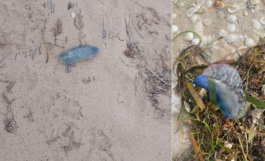 Recalan carabelas portuguesas en costas de Yucatán; son muy tóxicas