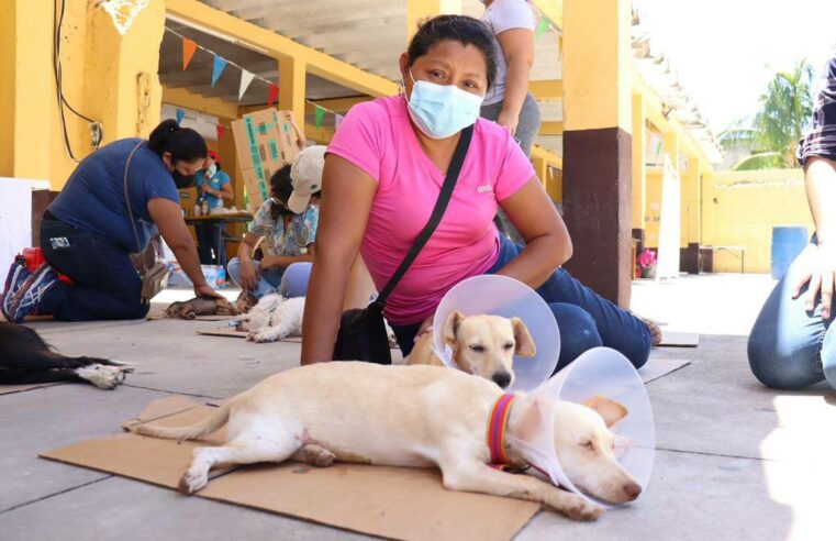 El Ayuntamiento continúa con las jornadas de esterilización animal a bajo costo