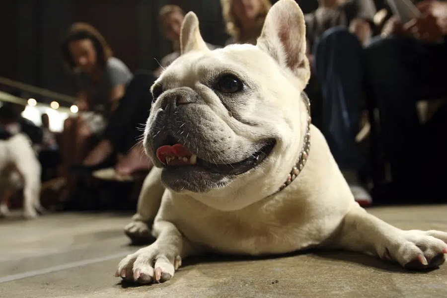 El bulldog francés es la raza canina más popular de Estados Unidos