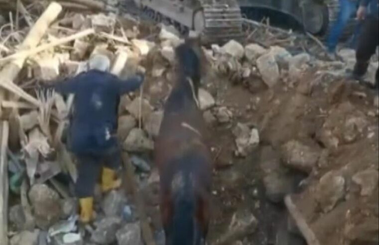 Rescatan en Turquía un caballo que estuvo 21 días atrapado en los escombros