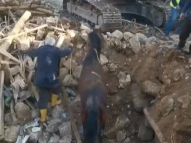 Rescatan en Turquía un caballo que estuvo 21 días atrapado en los escombros