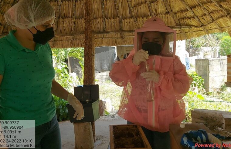 La calidad de la miel maya y su inocuidad, tema de tesis en Ingeniería Biotecnológica en Chiapas