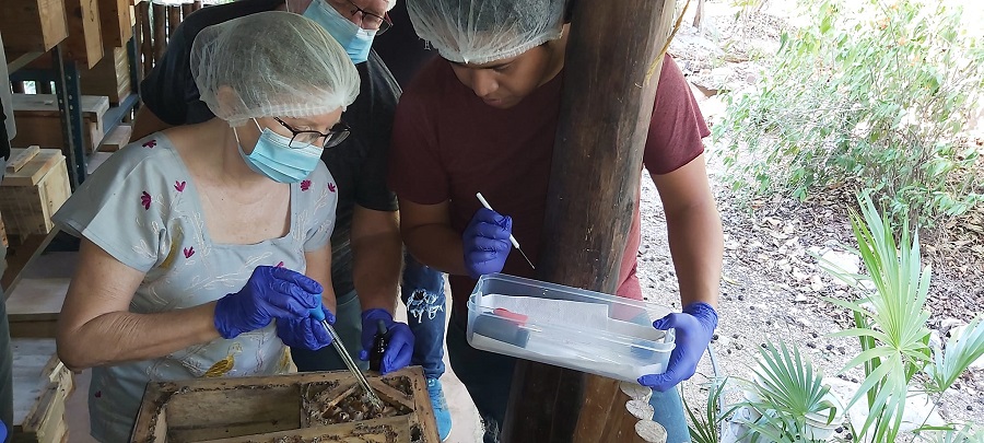 La sorprendente arquitectura de las abejas mayas para construir sus nidos