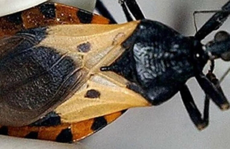 Yucatán reporta 17 personas con el mortal mal de Chagas