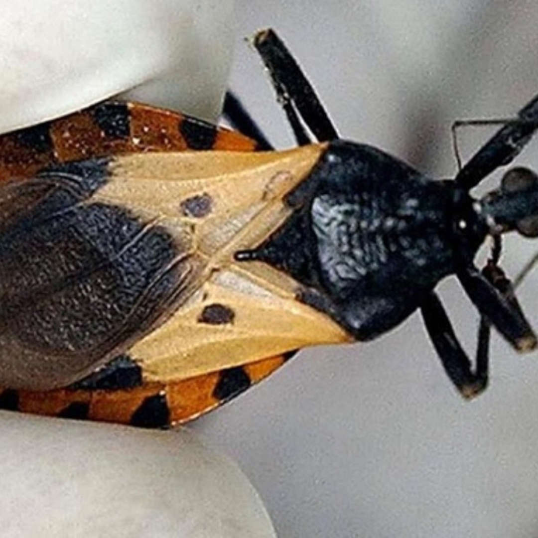 Yucatán reporta 17 personas con el mortal mal de Chagas