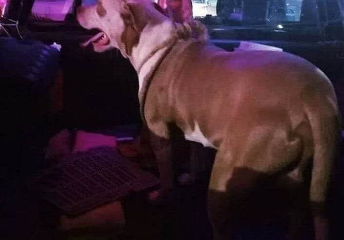 «Arrestado» pitbull en Valladolid por hacerle la vida imposible a un gatito