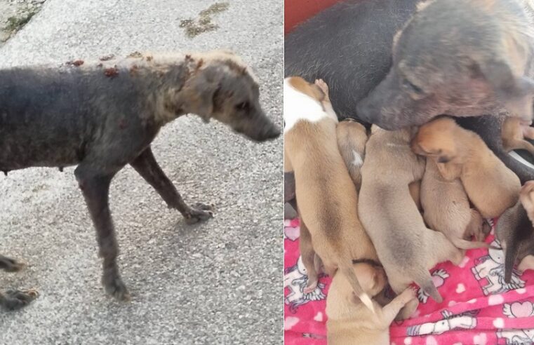 Piden justicia para ‘Bubulubu’ una perra mestiza víctima de maltrato y crueldad en Yucatán