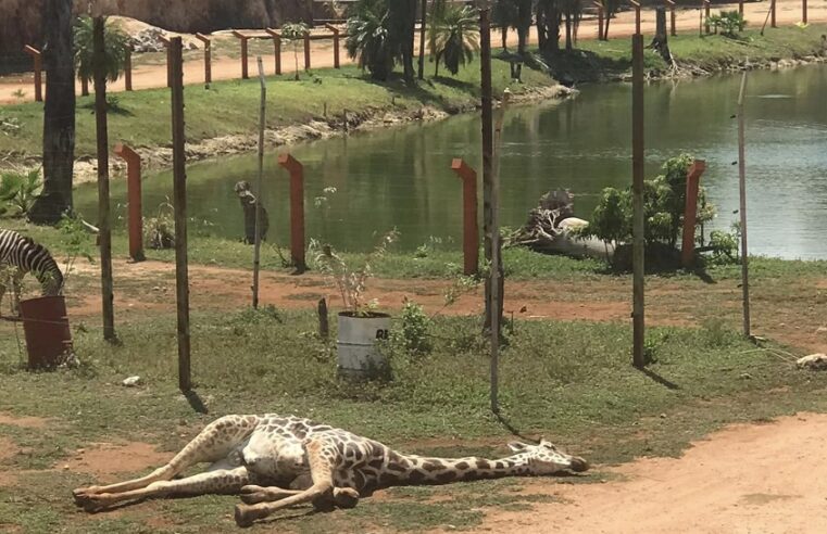 Le aplican la eutanasia a la jirafa «Chucho» de Animaya