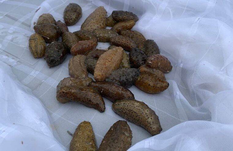 Exitoso cultivo experimental de pepino de mar en Yucatán