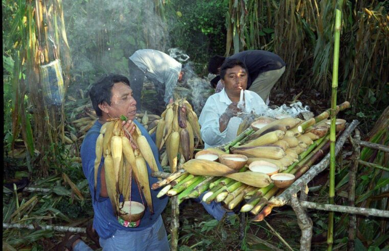 En Italia reconocen al ICH KOOL Milpa Maya como Patrimonio Agrícola de Importancia Mundial