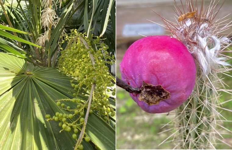 Bancos de germoplasma conservarán el ADN de las plantas de Yucatán
