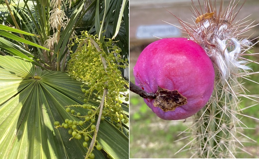 Bancos de germoplasma conservarán el ADN de las plantas de Yucatán